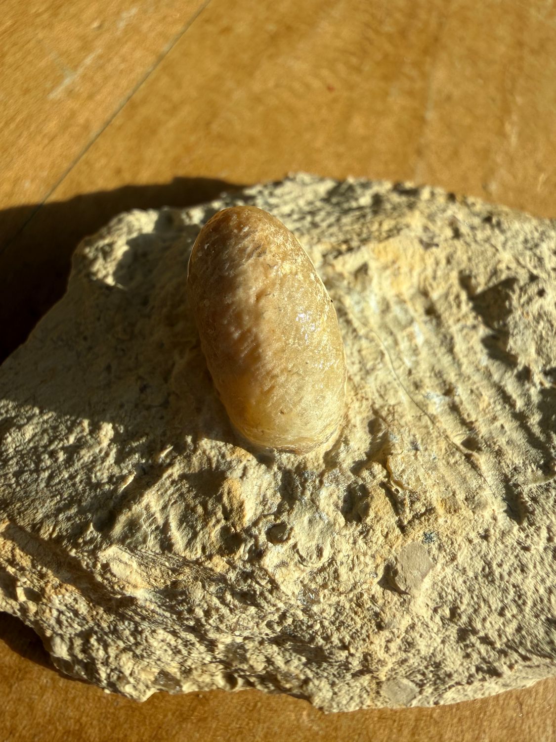 Snake Egg Fossil