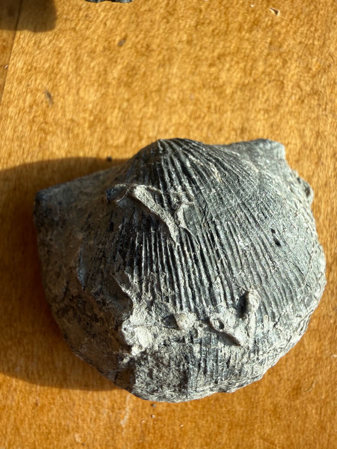 Brachiopod Fossil