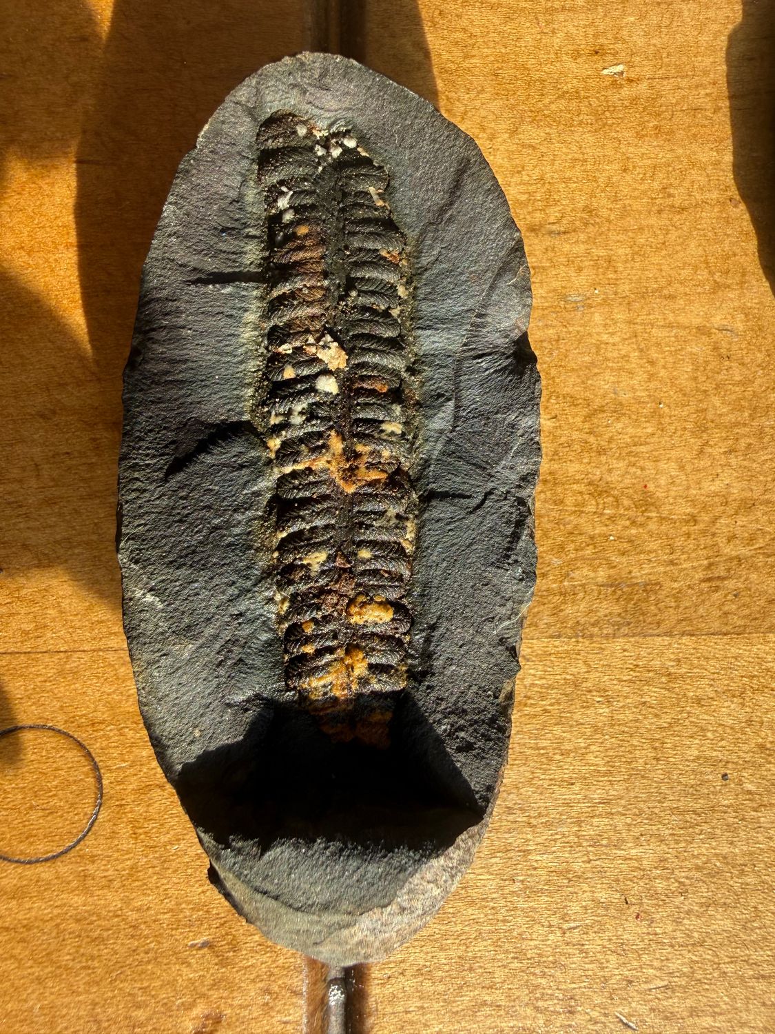 Carboniferous Fern Fossil