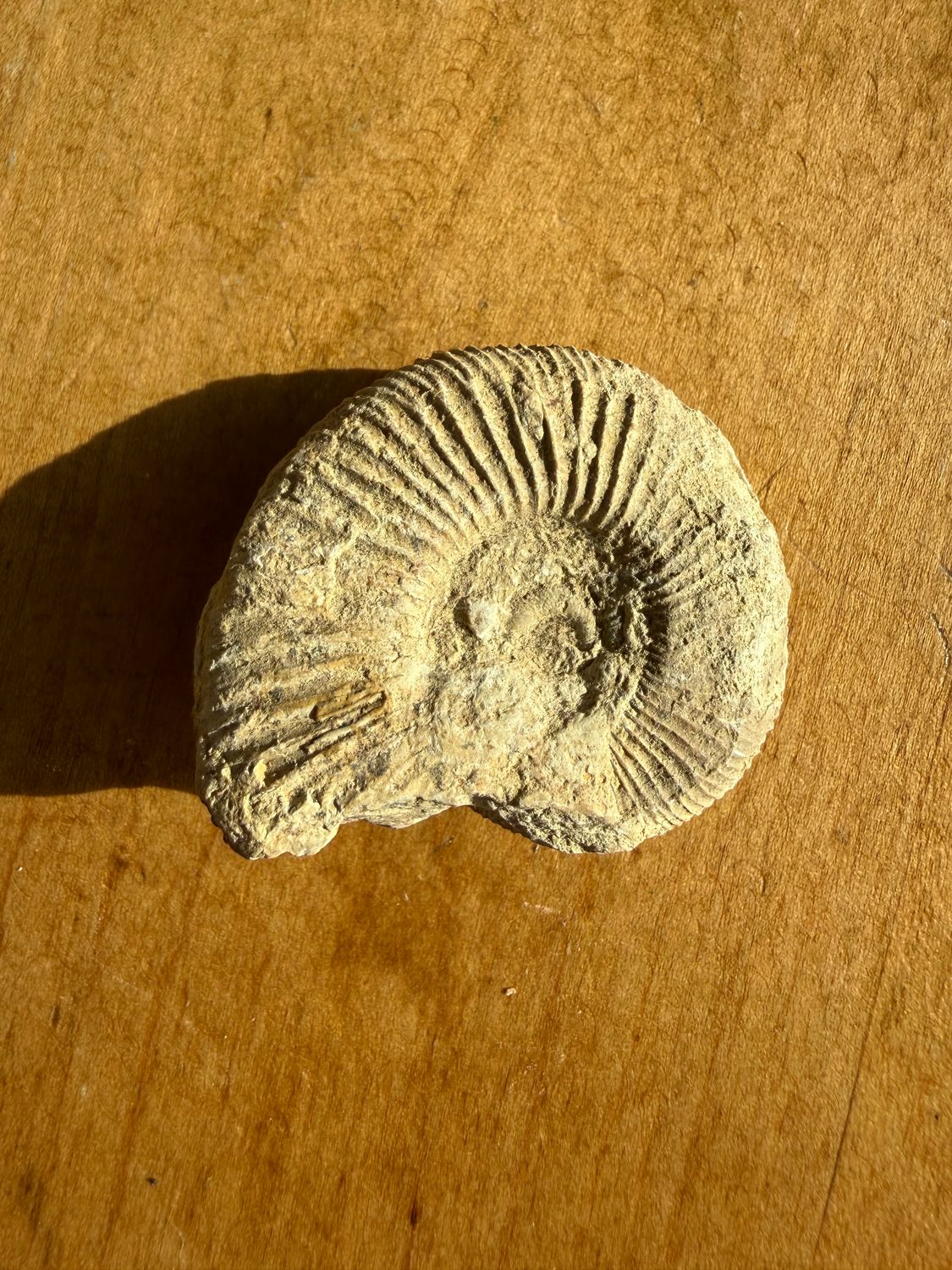 Ammonite