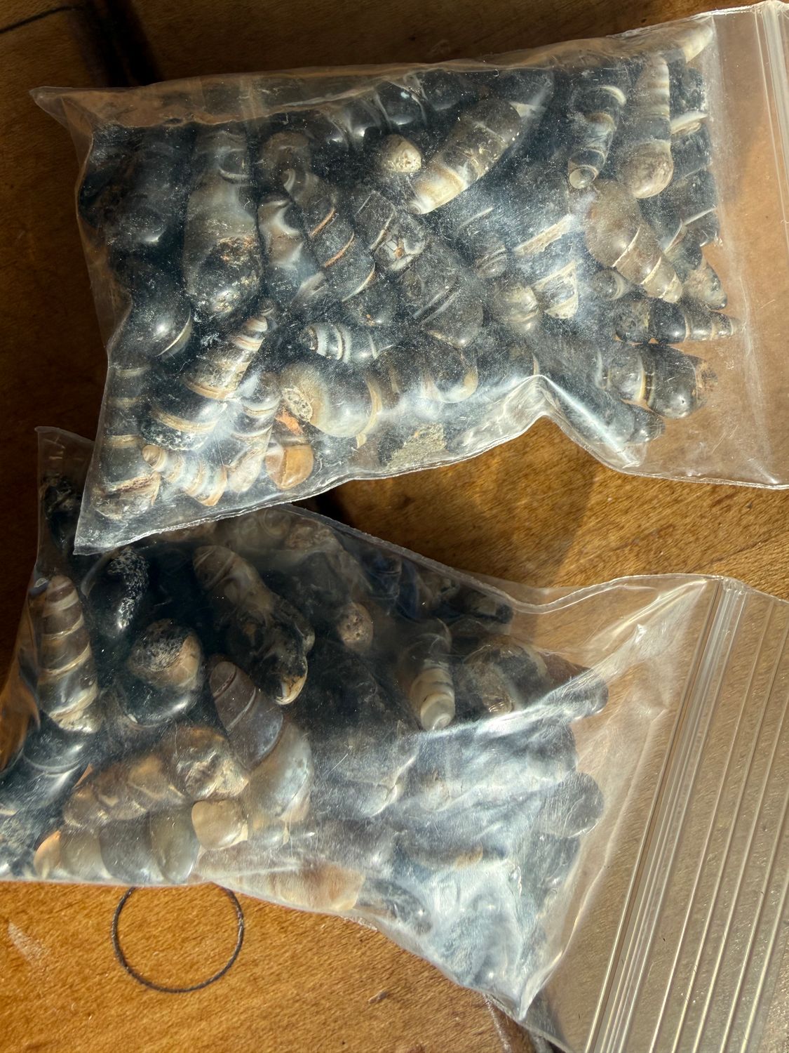 Turritella Agate Fossils