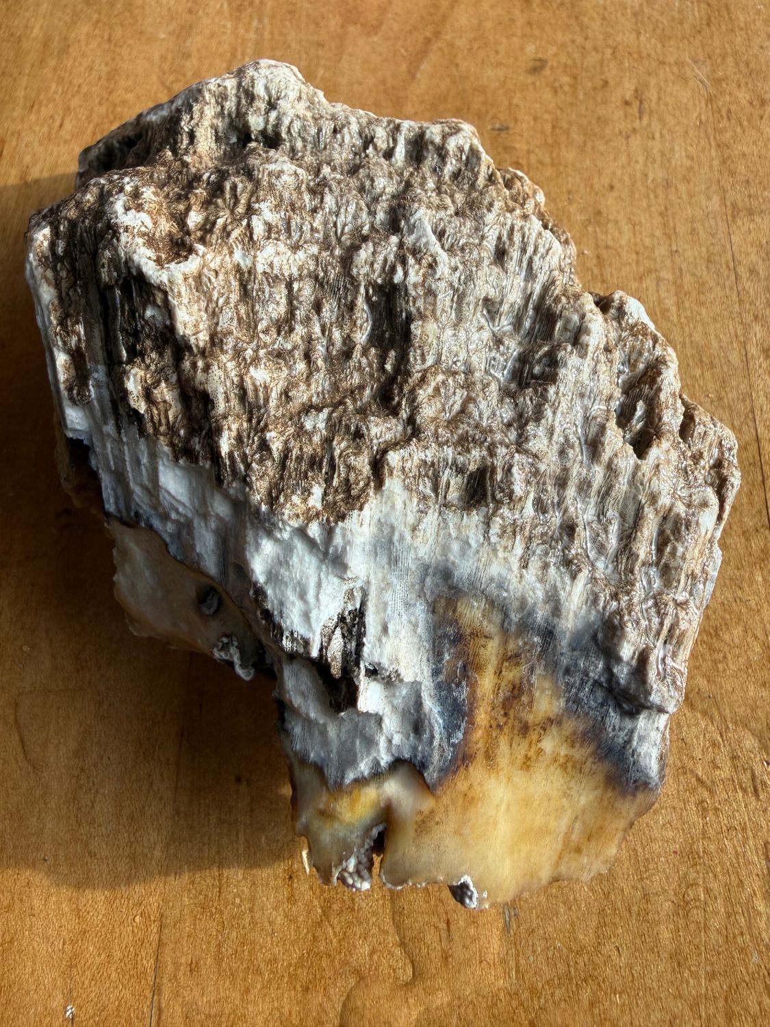 Fossilized Coral