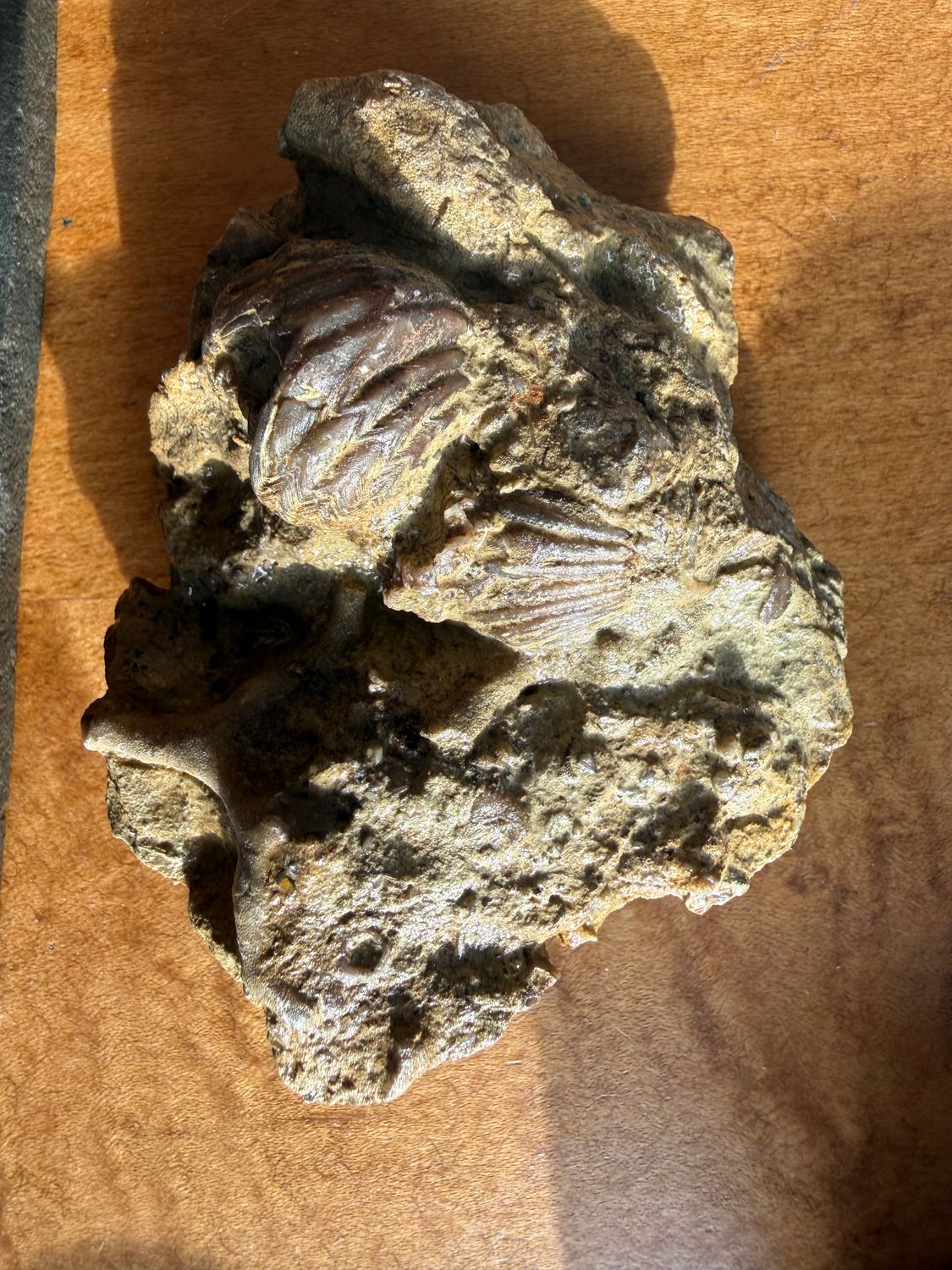 Brachiopods / Fossilized Shells