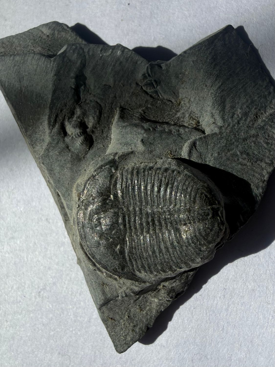 Trilobite Fossil