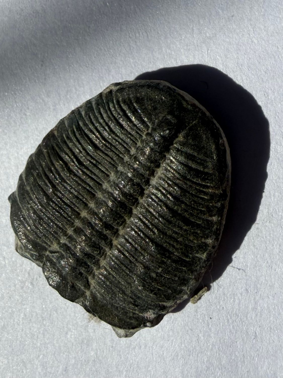 Trilobite Fossil
