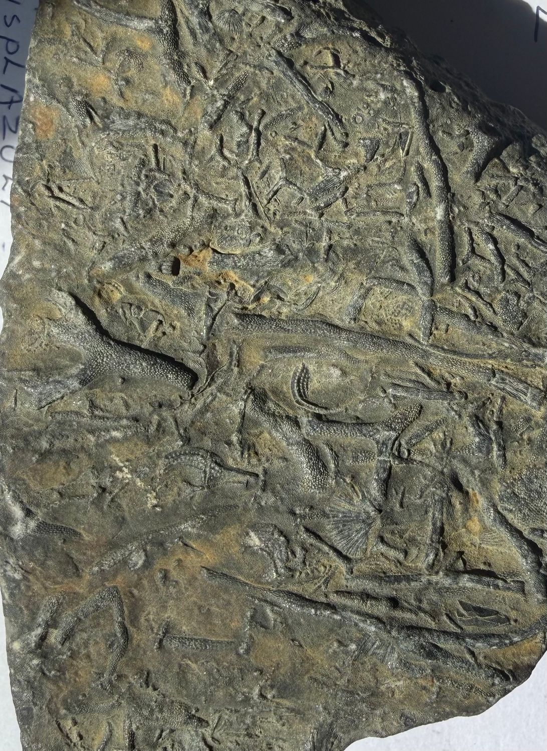 Trace Fossil