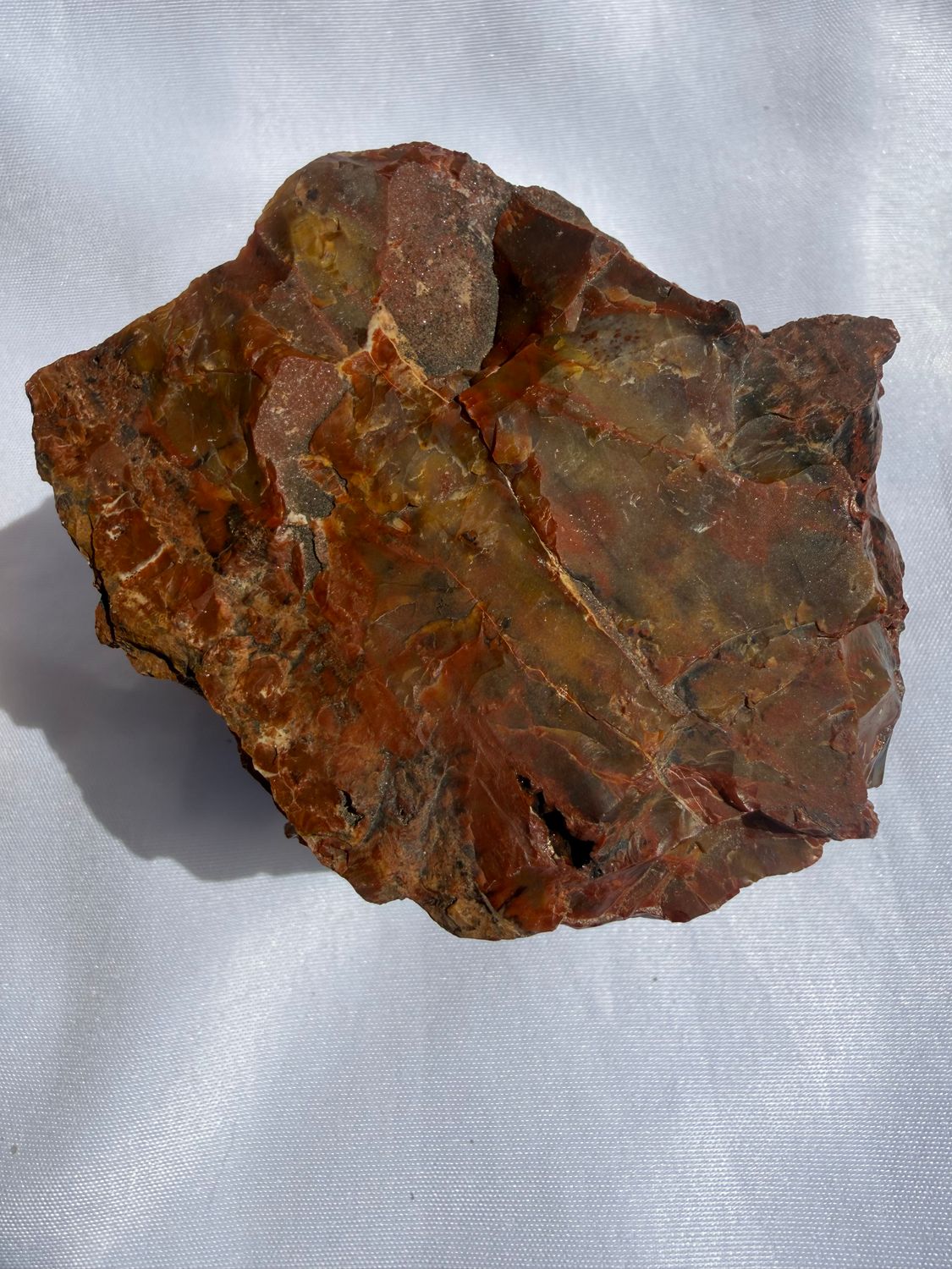 Rainbow Petrified Wood