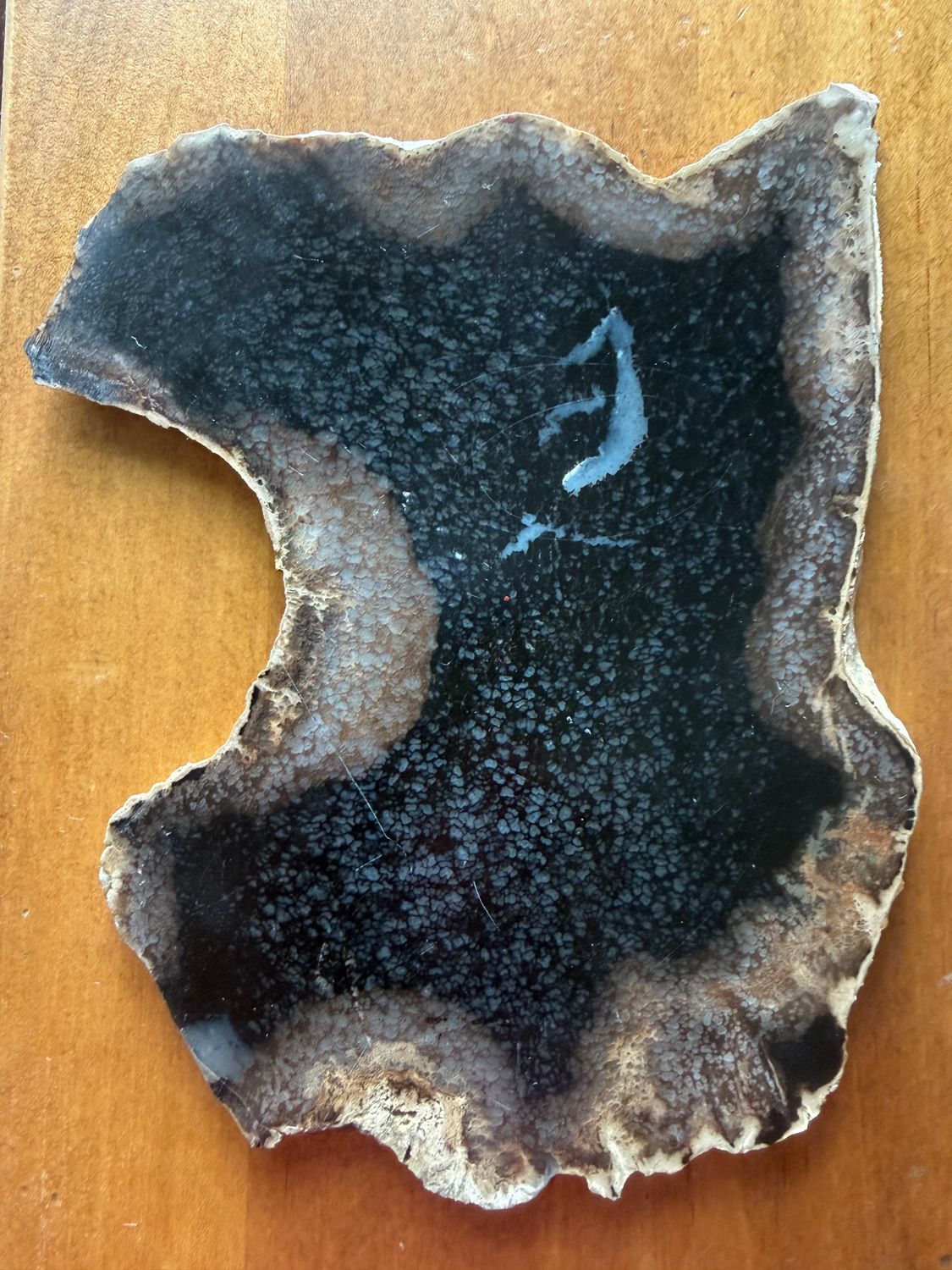 Black Oak Petrified Wood Slab