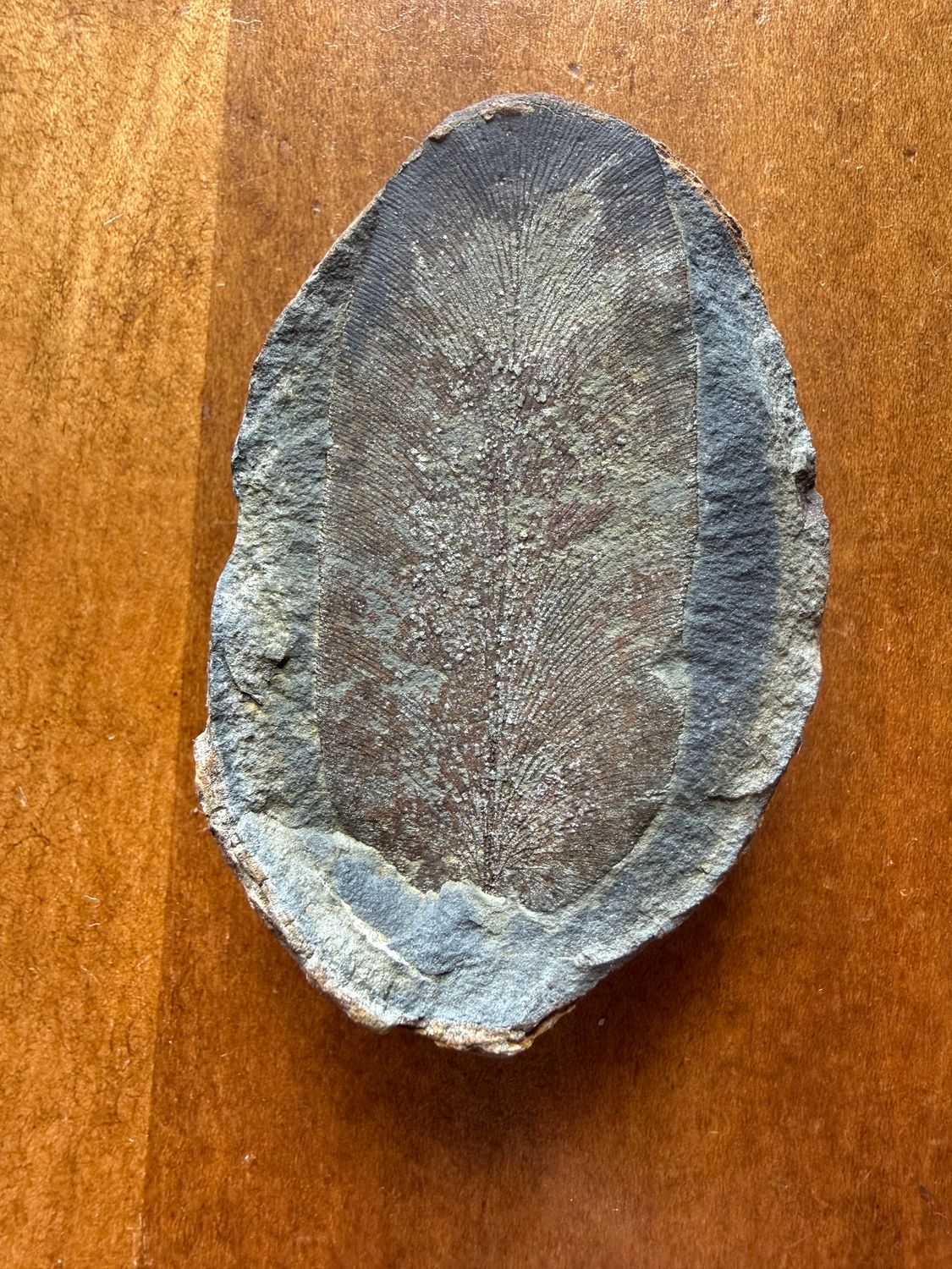 Neuropteris Leaf