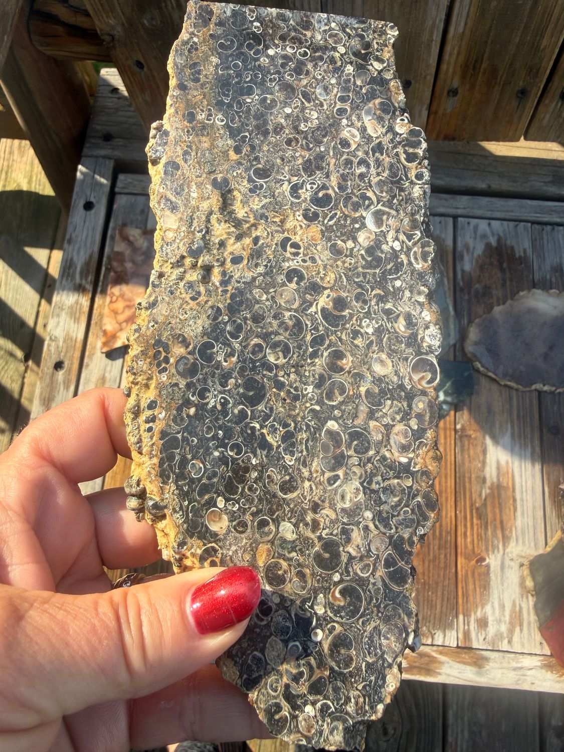 Turritella Fossil Slab