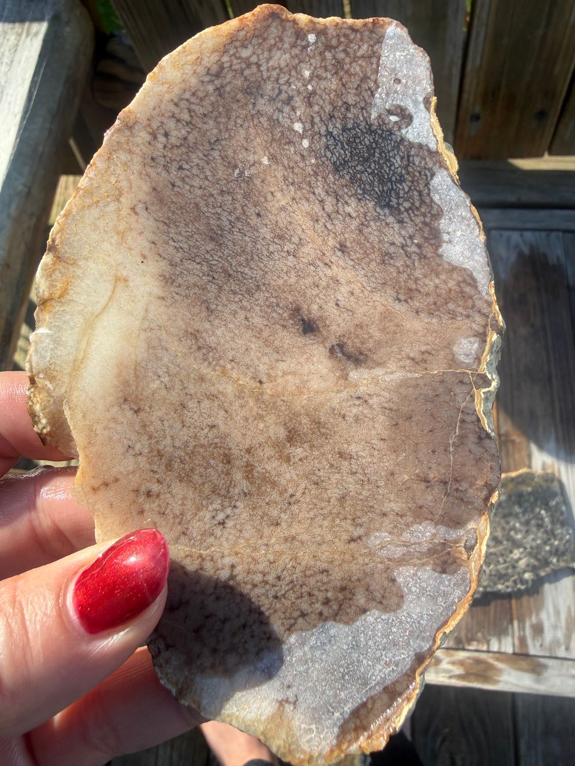Petrified Palm Root Slab