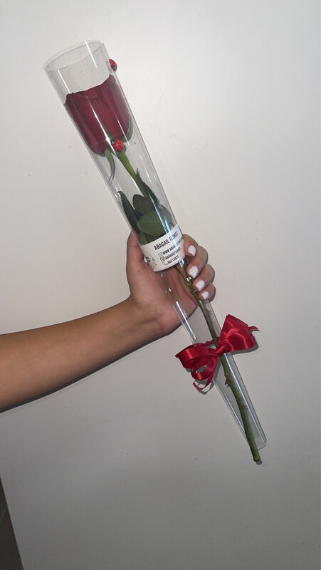 SINGLE ROSE
