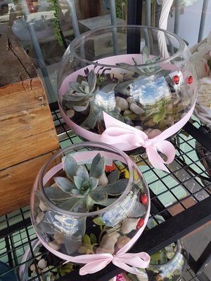 MD No 5 - Terrarium plants-large