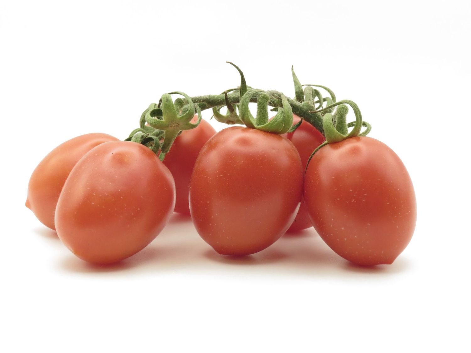 POMODORINI PICCADILLY