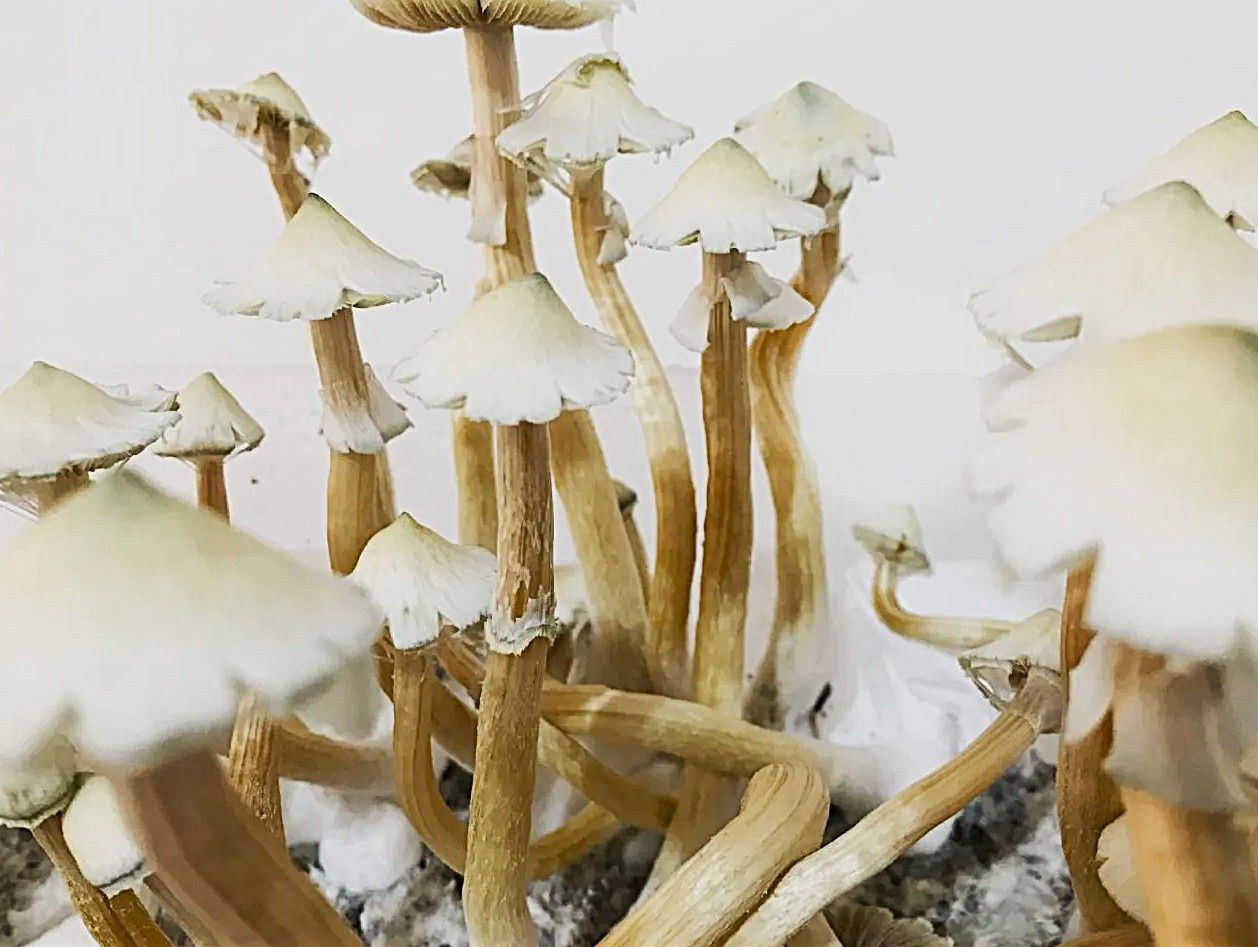 Light Golden Teacher