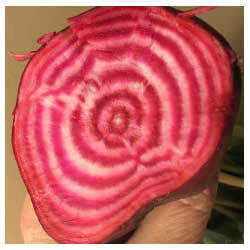 Chioggia Beet