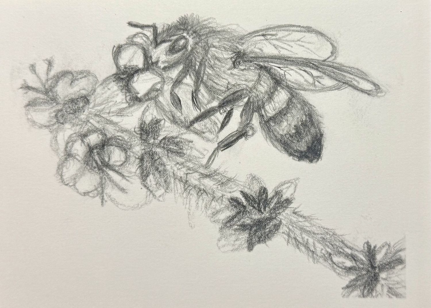 Hunting for Honey