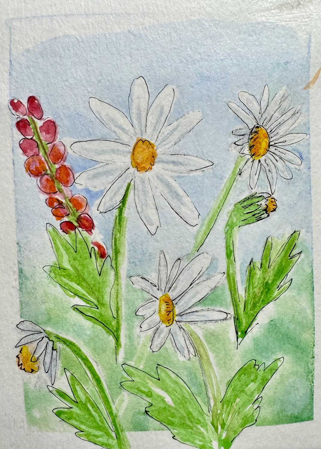 Daisy Field