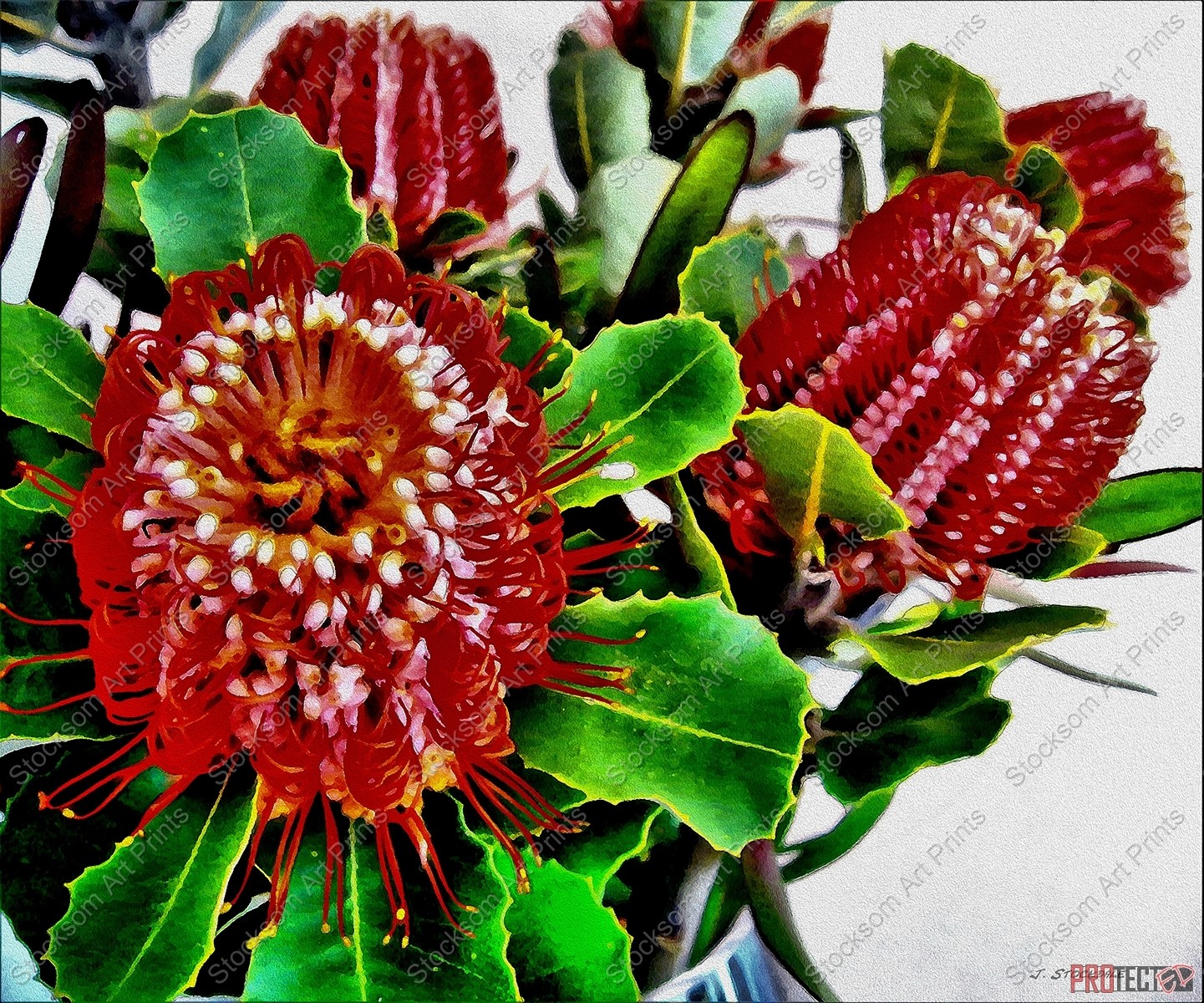 Albany Banksias Albany Banksias
