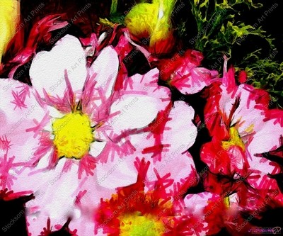 Daisy 3