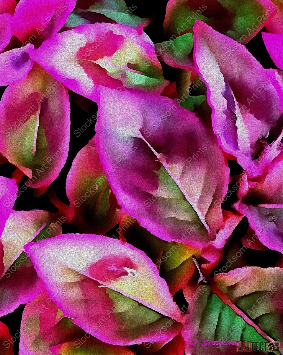 The Love of Pink 1 The Love of Pink 1