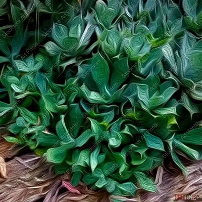 Textured Succulent 4