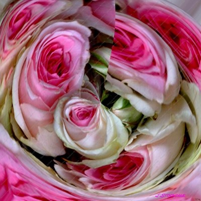 Roses Pink
