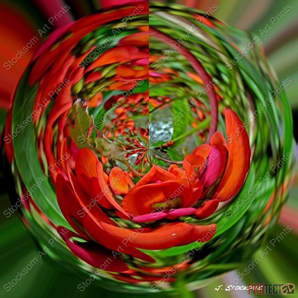 Red Flowering Pea Red Flowering Pea