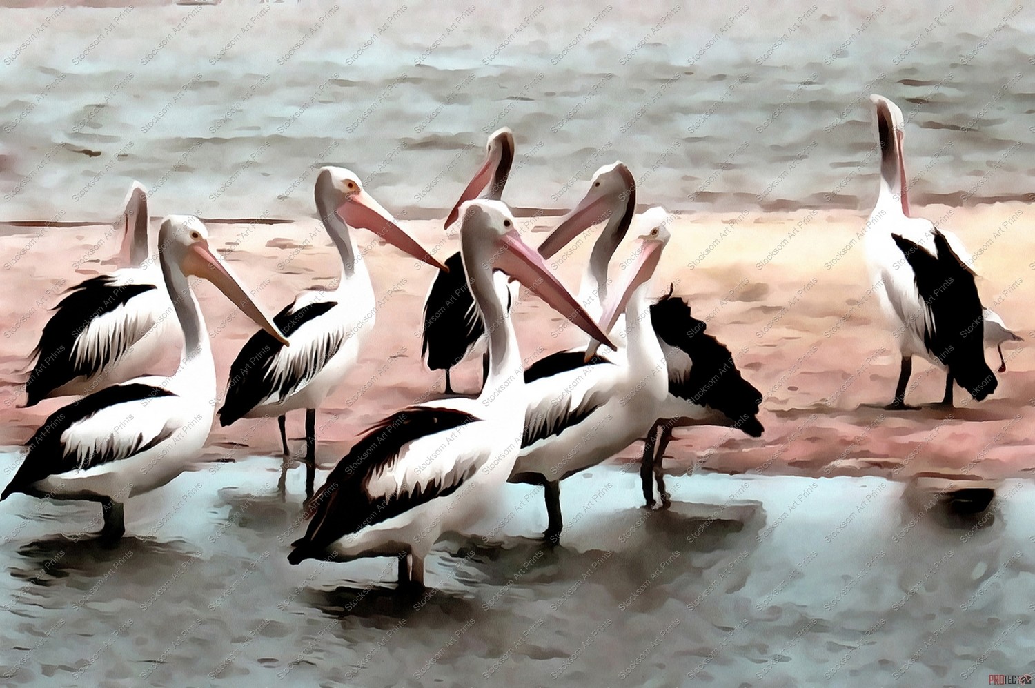 Old Jetty Pelicans ( Slight Texture)