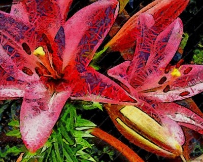 Liliums 4