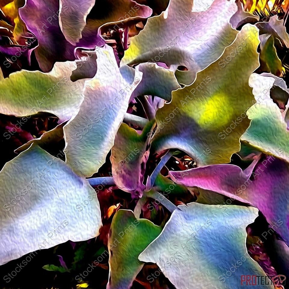 Kalanchoe Elephant Ears