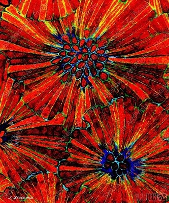 Flowers in Bloom 2