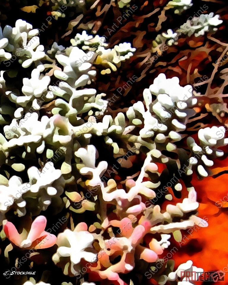 Florishing Despite the Drought