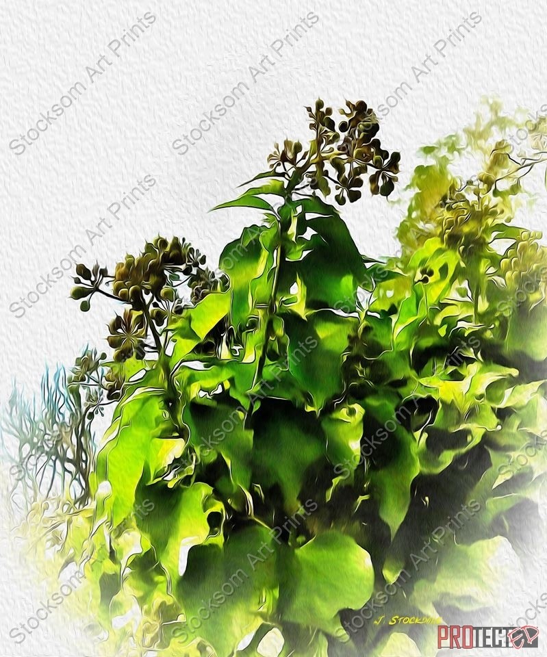 Ivy 2
