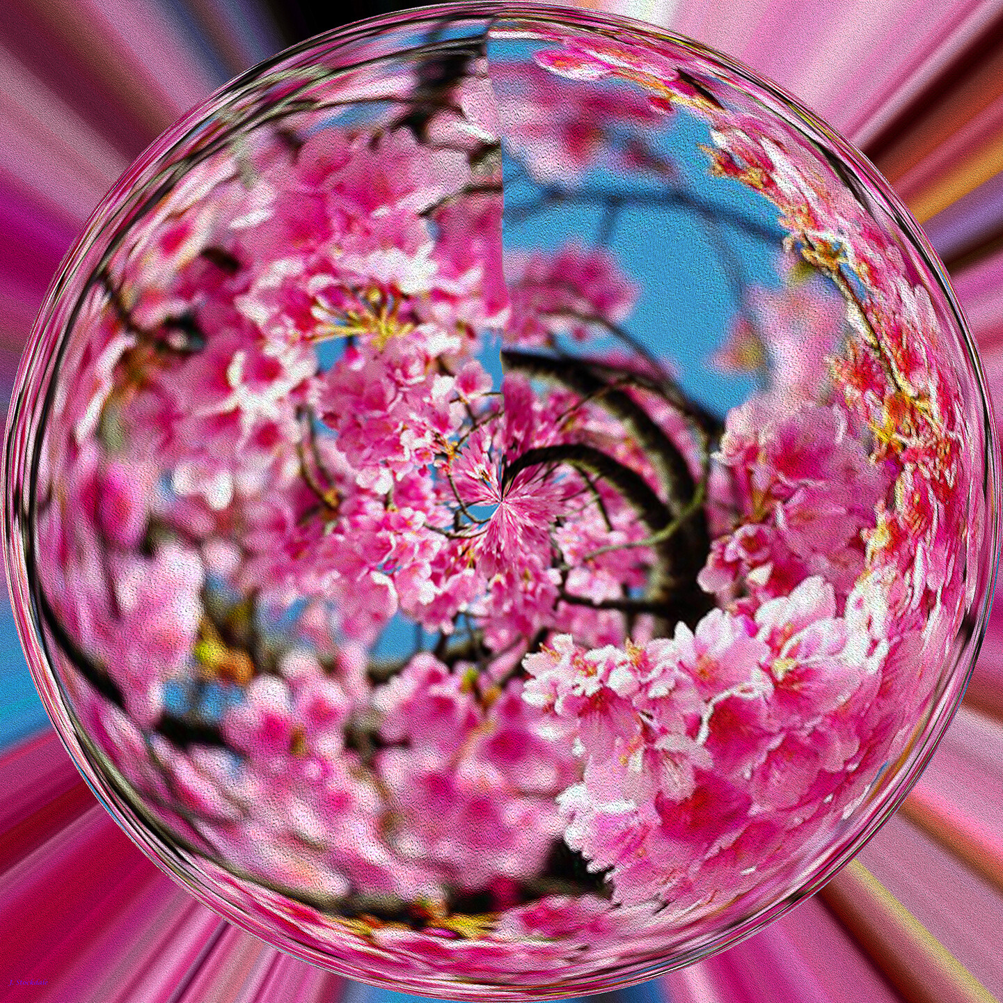 Spring Blossoms 2