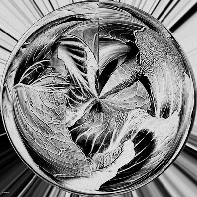 Brassica 3