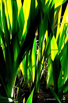 PLANTS