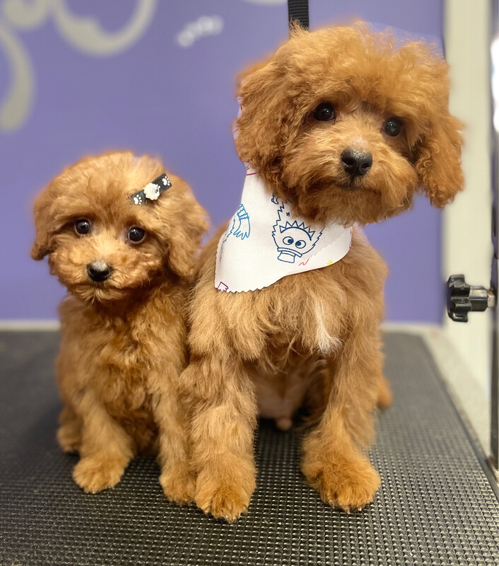 Precious Baby Package