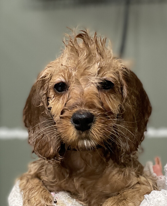 Dead Sea Mudd Treatment 