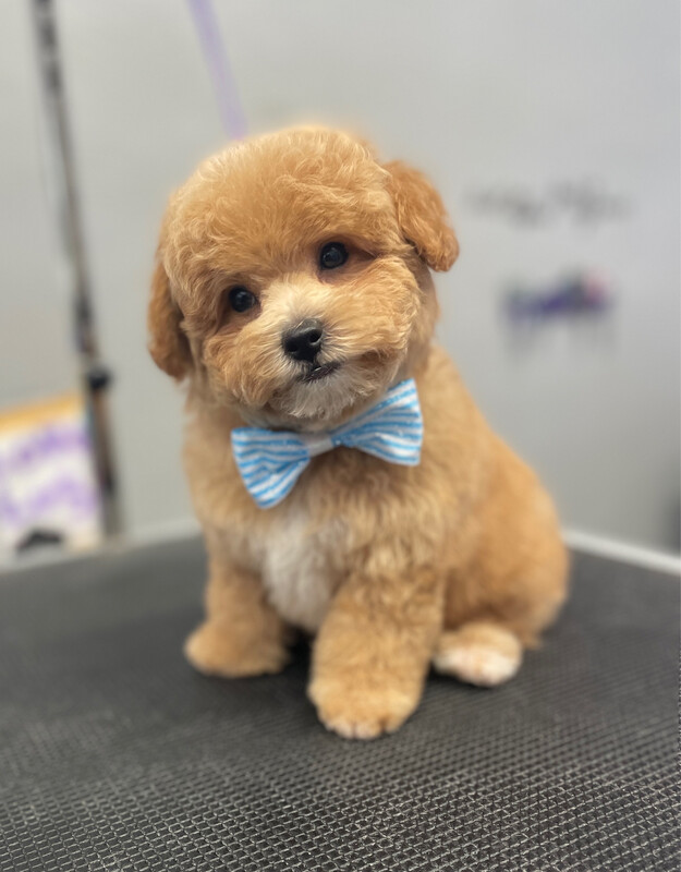 Anal Gland Expression