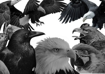 Digital black and grey bird pack 50+images Digital black and grey bird pack 50+images