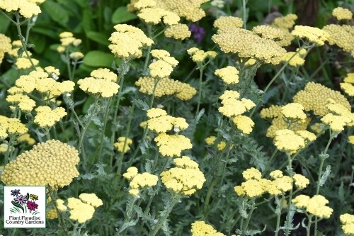 Achillea 'Moonshine' (Yarrow) Achillea 'Moonshine' (Yarrow)