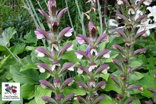 Acanthus hungaricus (Bear's Breeches) Acanthus hungaricus (Bear's Breeches)