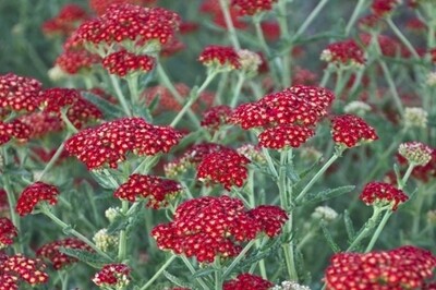 Achillea ‘Sassy Summer Sangria’ (Yarrow) Achillea ‘Sassy Summer Sangria’ (Yarrow)