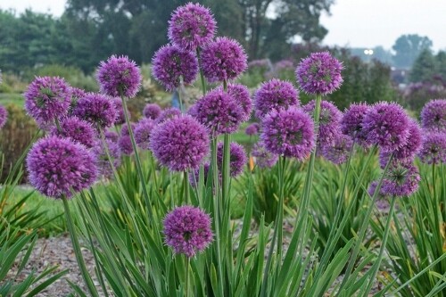 Allium ‘Lavender Bubbles’ (ornamental onion)