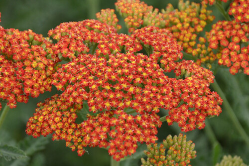 Achillea 'Sassy Summer Sunset' (Yarrow) Achillea 'Sassy Summer Sunset' (Yarrow)