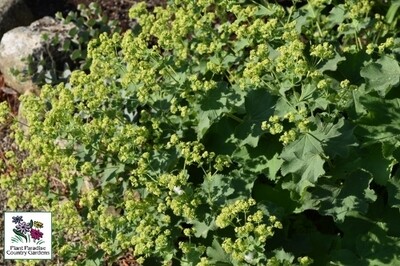 Alchemilla mollis (Lady's Mantle) Alchemilla mollis (Lady's Mantle)
