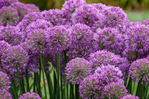 Allium ‘Serendipity’ (ornamental onion) Proven Winners Allium ‘Serendipity’ (ornamental onion) Proven Winners