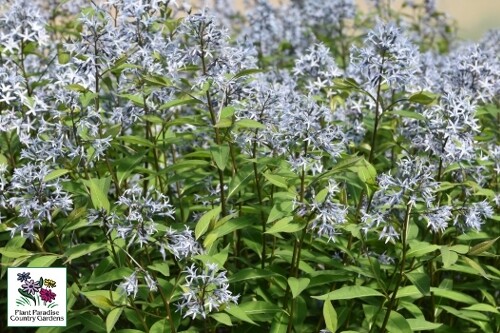 Amsonia tabernaemontana ‘Storm Cloud’ (Blue Star) (Proven Winners) Amsonia tabernaemontana ‘Storm Cloud’ (Blue Star) (Proven Winners)