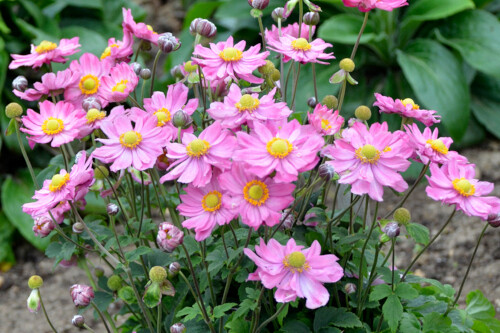 Anemone 'Curtain Call Pink' (Japanese Anemone) Anemone 'Curtain Call Pink' (Japanese Anemone)